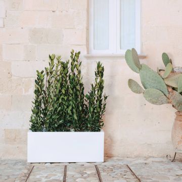 Vaso fioriera in resina rettangolare 40x100 in vari colori mod. Matera